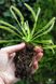 Drosera "Capensis var. Alba" - L DR01 фото 10