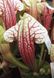 Sarracenia Eva - S S25 фото 3