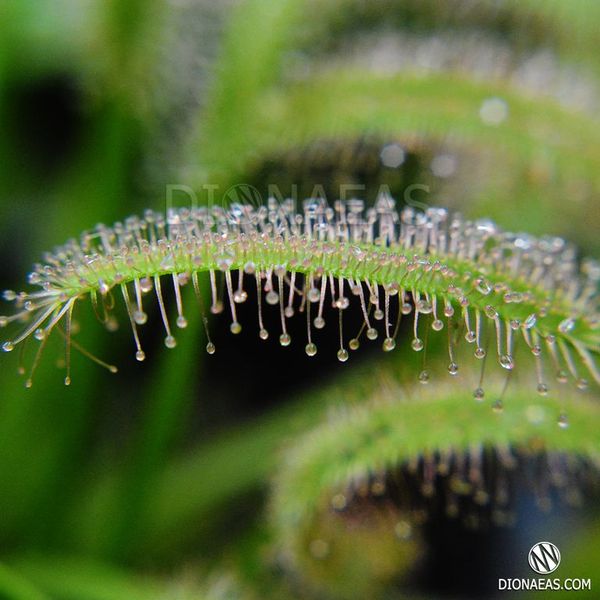 Drosera "Capensis var. Alba" - L DR01 фото