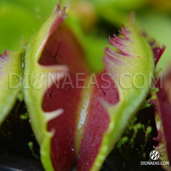 Dionaea muscipula Fused tooth - L DM41 фото