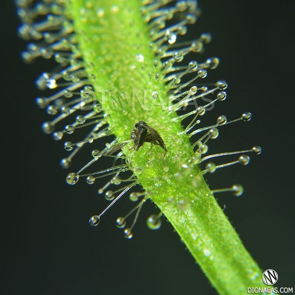 Drosera "Capensis var. Alba" - L DR01 фото