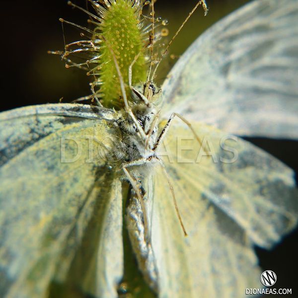 Drosera "Capensis var. Alba" - L DR01 фото