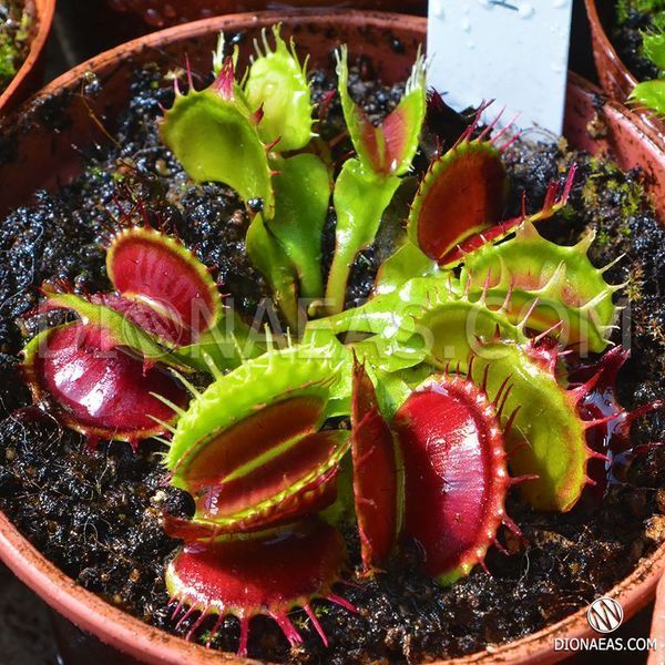 Dionaea muscipula Fused tooth - L DM41 фото