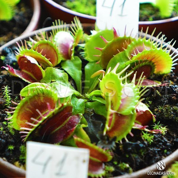 Dionaea muscipula Fused tooth - L DM41 фото