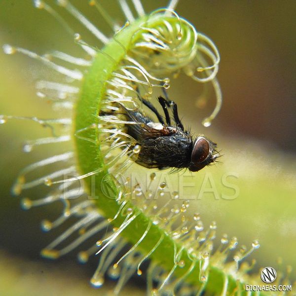 Drosera "Capensis var. Alba" - L DR01 фото