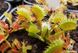 Dionaea muscipula Milachka - S DM25 фото 2