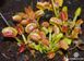 Dionaea muscipula Milachka - S DM25 фото 6