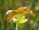 Семена Sarracenia leucophylla Velvet - одна из самых популярных SD-SR24 фото 10
