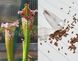 Насіння Sarracenia leucophylla Velvet - одне з найпопулярніших SD-SR24 фото 1
