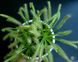 Drosera "Capensis var. Alba" - L DR01 фото 3