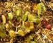 Dionaea muscipula Milachka - S DM25 фото 4