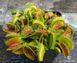 Dionaea muscipula Monkey Ass - S DM77 фото 2