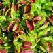 Dionaea muscipula Fused tooth - L DM41 фото 1