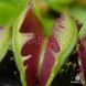 Dionaea muscipula Fused tooth - L DM41 фото 4