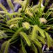 Drosera "Capensis var. Alba" - L DR01 фото 4