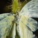 Drosera "Capensis var. Alba" - L DR01 фото 6