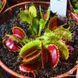 Dionaea muscipula Fused tooth - L DM41 фото 5