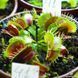 Dionaea muscipula Fused tooth - L DM41 фото 2