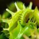 Dionaea muscipula Fused tooth - L DM41 фото 3
