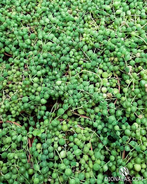 Senecio rowleyanus - Крестовник Роули, старый Роули, зеленые бусики, нить жемчуга SU02 фото