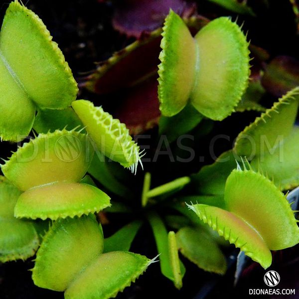 Dionaea muscipula Gb01 - S DM42 фото