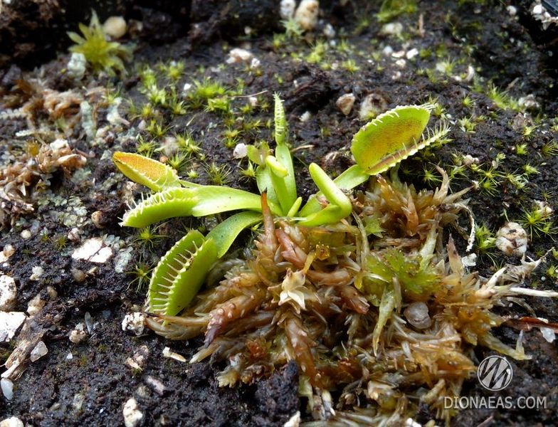 Dionaea muscipula Gb01 - S DM42 фото