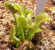 Dionaea muscipula Gb01 - S DM42 фото 4