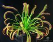 Drosera "Capensis var. Rubra" - M DR02 фото