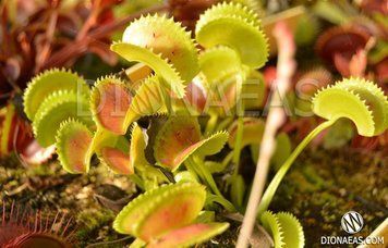 Dionaea muscipula Clone X-11 - S DM59 фото