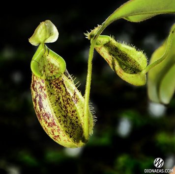 Непентес Хукериана | Nepenthes Hookeriana - S NEP07 фото