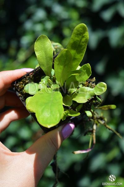 Пухирчатка - Utricularia longifolia U01 фото