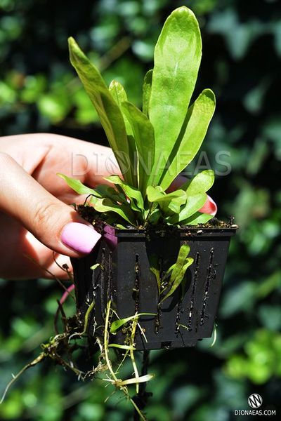 Пухирчатка - Utricularia longifolia U01 фото