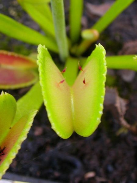 Dionaea muscipula Clone X-11 - S DM59 фото