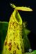 Непентес Хукеріана | Nepenthes Hookeriana - S NEP07 фото 4