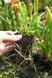 Пухирчатка - Utricularia longifolia U01 фото 4