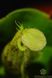 Непентес Хукеріана | Nepenthes Hookeriana - S NEP07 фото 5