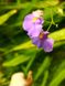 Пухирчатка - Utricularia longifolia U01 фото 7