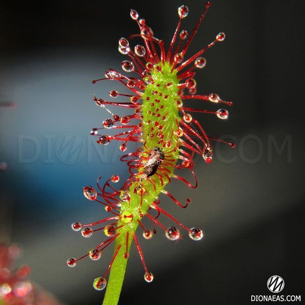 Drosera "Capensis var. Rubra" - M DR02 фото