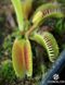 Dionaea muscipula Louchapates - S DM09 фото 6