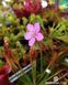 Drosera "Capensis var. Rubra" - M DR02 фото 11