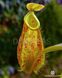 Непентес Хукеріана | Nepenthes Hookeriana - S NEP07 фото 10