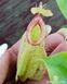 Непентес Хукеріана | Nepenthes Hookeriana - S NEP07 фото 9