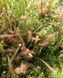 Drosera "Capensis var. Rubra" - M DR02 фото 2