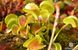 Dionaea muscipula Clone X-11 - S DM59 фото 1