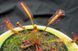 Drosera "Capensis var. Rubra" - M DR02 фото 4