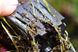 Пухирчатка - Utricularia longifolia U01 фото 2