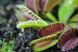 Dionaea muscipula Louchapates - S DM09 фото 11