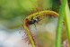 Drosera "Capensis var. Rubra" - M DR02 фото 9