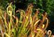Drosera "Capensis var. Rubra" - M DR02 фото 3