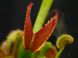 Dionaea muscipula Clone X-11 - S DM59 фото 3